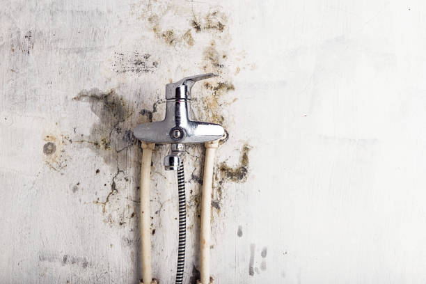 Best Mold Remediation  in Fort Lauderdale, FL