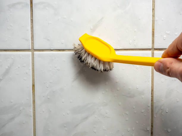 Professional Mold Removal in Fort Lauderdale, FL