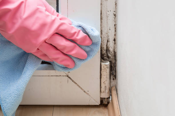 Best Commercial Mold Removal  in Fort Lauderdale, FL